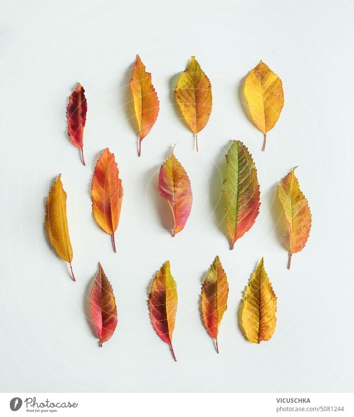 Hübsches Herbstlaubmuster auf weißem Hintergrund, Ansicht von oben. Flach legen hübsch Blätter Muster weißer Hintergrund Draufsicht flache Verlegung herbstlich