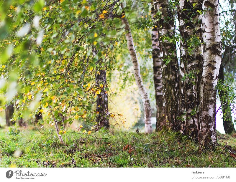 birkenwäldchen Umwelt Natur Landschaft Pflanze Sonne Sommer Herbst Schönes Wetter Wind Baum Birkenwald Park Wald Fröhlichkeit frisch natürlich gelb grün