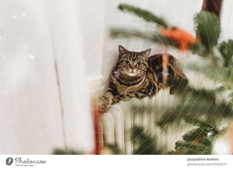Katze liegt auf einem warmen Heizkörper hinter einem Weihnachtsbaum Heizung Wärme Winter Weihnachten & Advent Tannenbaum Weihnachtsdekoration Nordmanntanne