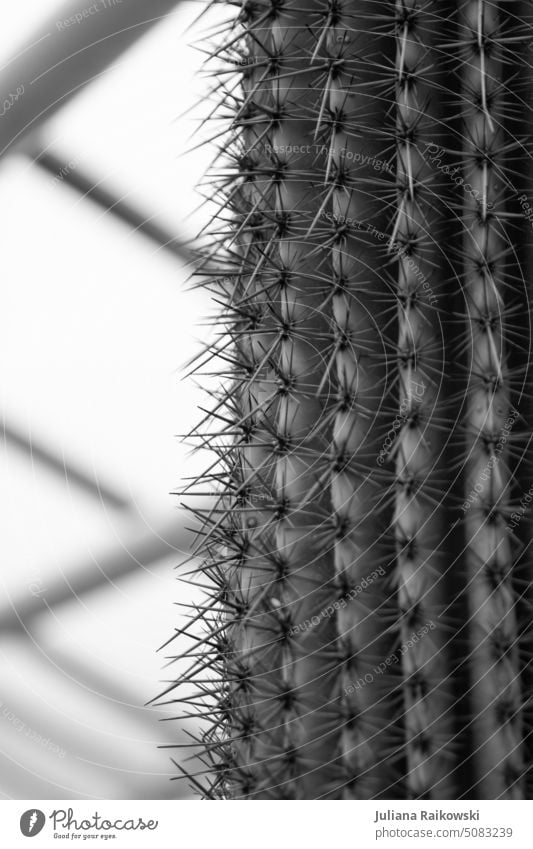 Kaktus Stacheln close up Pflanze Makroaufnahme Nahaufnahme stachelig Wüste Spitze Detailaufnahme Schmerz exotisch gefährlich Dorn Botanik Zimmerpflanze