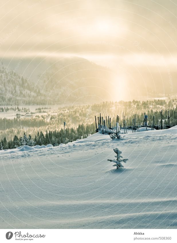 golden winter Leben Zufriedenheit Sinnesorgane Ferien & Urlaub & Reisen Tourismus Ausflug Abenteuer Ferne Natur Landschaft Winter Schnee Wald Duft leuchten