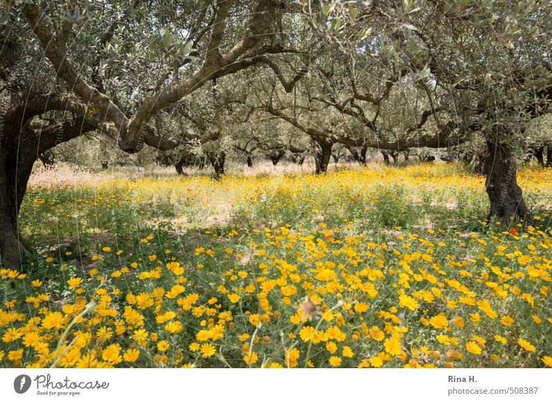 Getupft Umwelt Natur Landschaft Pflanze Frühling Schönes Wetter Blume Mohn Margariten Blühend trocken gelb Olivenhain Olivenbaum mediterran Farbfoto