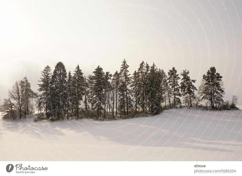 schneebedeckte Landschaft mit einer Nadelbaumreihe / Winter Klima Schnee Kälte Baum Baumreihe Frost Wetter weiß Wintertag Winterwald Winterstimmung Wald Umwelt