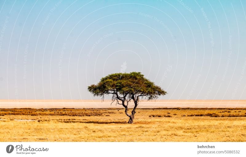 solist Endlosigkeit endlose weite Klimawandel Dürre allein Überleben Trockenheit trocken Akazie Baum etosha national park Einsamkeit Etosha Etoscha-Pfanne Ferne