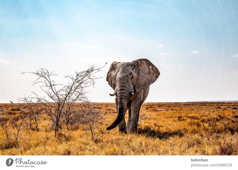 gigant riskant Rüssel Gefahr Elefantenbulle gefährlich etosha national park Etosha Etoscha-Pfanne fantastisch Wildtier außergewöhnlich frei wild Wildnis Tier