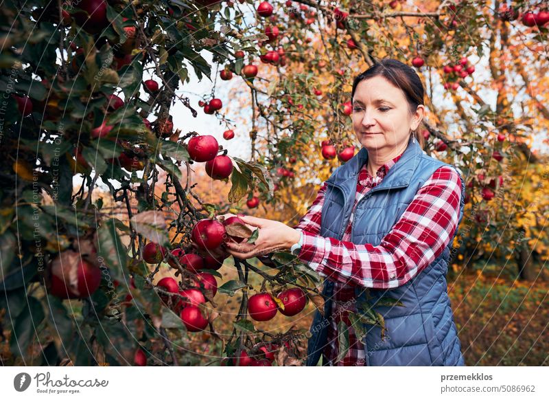 Frau pflückt reife Äpfel auf dem Bauernhof. Landwirt packt Äpfel vom Baum im Obstgarten. Frische gesunde Früchte bereit, auf Herbst-Saison zu pflücken. Erntezeit auf dem Lande