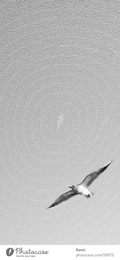 Möwe im Anflug Rauschen schwarz weiß Vogel fliegen Möwenvögel Himmel grau Schwarzweißfoto sky grey b/w black white Bewegung motion flying