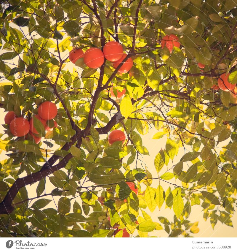 orange flash Pflanze Baum exotisch Orangenbaum leuchten Wachstum Duft frisch Gesundheit schön lecker nachhaltig natürlich oben rund saftig grün genießen rein