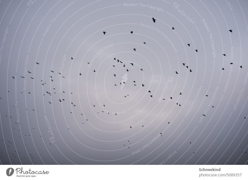 Vogelschwarm am dunklen Himmel Vögel Schwarm Gruppe Rudel Team fliegen Tier Natur Wolken bedekt düster Gruppenfoto Tierreich Freiheit am himmel Flügel