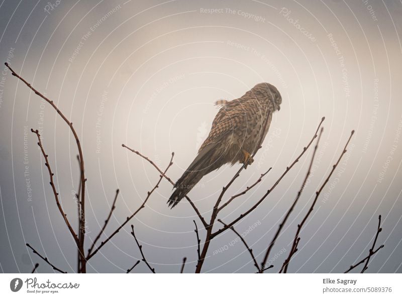 Turmfalke im Nebel hoch oben im Baum Vogel Greifvogel Natur Außenaufnahme Menschenleer natürlich Farbfoto Falken Wildtier Umwelt Jagd Flügel