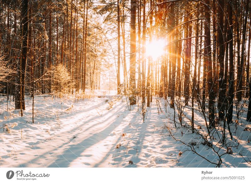 Schöner Sonnenuntergang Sonnenaufgang Sonnenschein im sonnigen Winter verschneiten Nadelwald Schönheit hell gutes Wetter Szene niemand Europa Wunderland