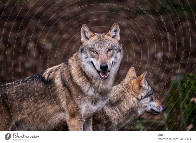 Aufmerksamer und friedlicher Wolf mit Gefährtin ... Teil des Rudels Europäischer Wolf Wölfin Porträt Fasanerie Schutz Tierschutz Artenschutz wilde Tiere