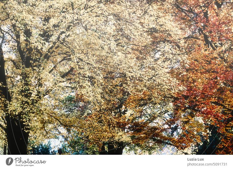 Blick in Herbstlaub dreier Bäume, gelb und golden Laubwerk Laubfärbung herbst herbstlaub Herbstfärbung Jahreszeiten herbstlich Herbststimmung Blätter