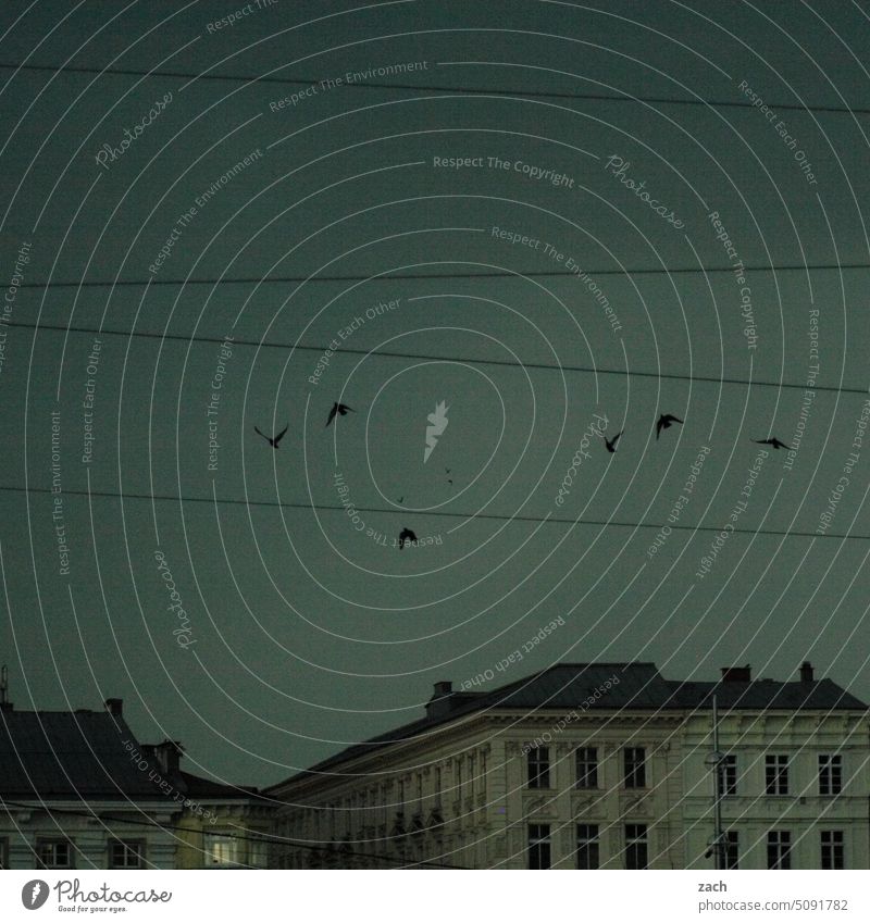 vor dem Sturm dunkel Gewitter Unwetter bedrohlich Himmel Gewitterwolken Abend Nacht Vögel Vögel fliegen Haus