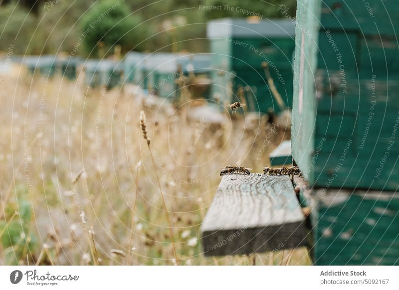 Grüne Bienenstöcke im Bienenhaus im Sommer Reihe hölzern Bienenstock Bienenkorb Stein Liebling Bienenzucht Inszenierung natürlich grün Konstruktion Dorf abholen