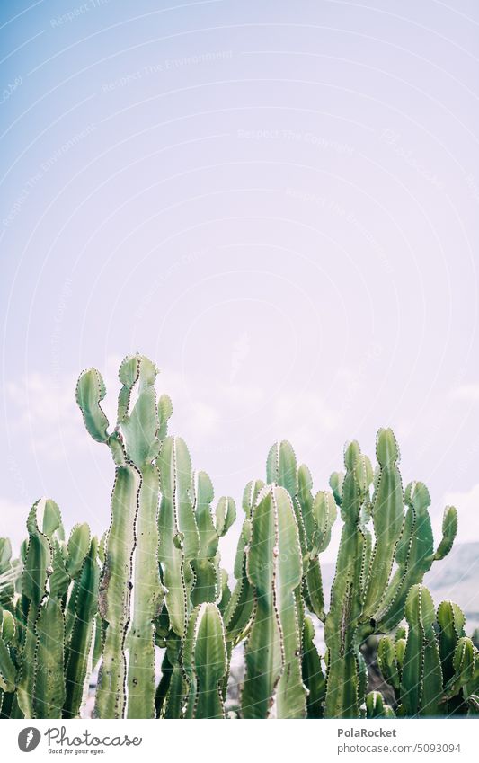 #A0# Ka Ka Ka Kaktus Kakteen Kakteenstacheln kaktuspflanze Kaktusfeld Kakteengewächse grün mediterran Pflanze karg dornig stachelig Stachel Wüste Hitze heiß