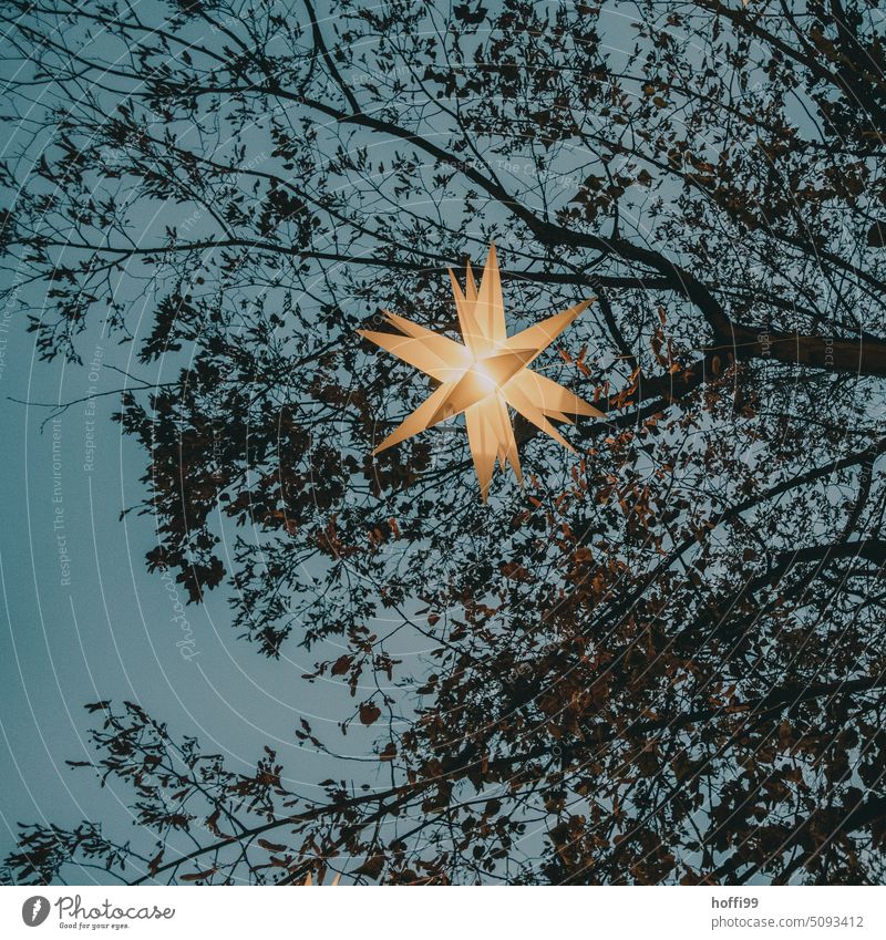 Sternlicht im Baum zur blauen Stunde sternlicht Lichterkette Weihnachten & Advent Stern (Symbol) Weihnachtsbeleuchtung leuchten Weihnachtsstern Beleuchtung