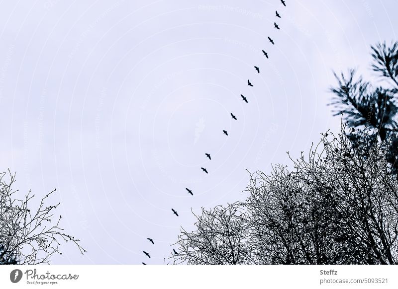 Vogel fliegen in einer Reihe Vögel Vogelflug Vogelzug Vogelschwarm Zugvögel Wildvögel Schwarm Vogelschar fliegende Vögel Vögel fliegen hintereinander