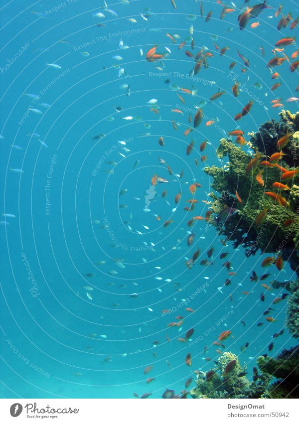 Unterwasserspiel Meer Korallen prächtig Tier Ferien & Urlaub & Reisen Wasser Fisch Rotes Meer Natur Schwarm