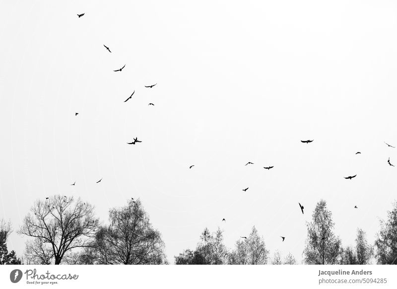 Silhouette von Bäumen und fliegenden Krähen im Himmel Vögel Vogelschwarm Außenaufnahme Wildtier Natur Schwarzweißfoto schwarzweiß Baumkrone Winter Herbst
