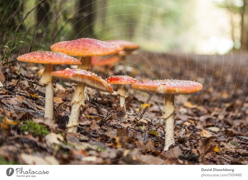 Giftige Familienverhältnisse Natur Pflanze Tier Frühling Herbst Schönes Wetter Baum Sträucher Moos Blatt Wald Urwald braun gelb grün orange rot weiß Pilz