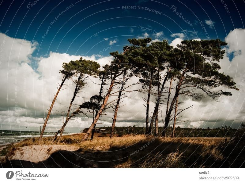 Rechts das Bein Umwelt Natur Landschaft Pflanze Wasser Himmel Wolken Horizont Klima Schönes Wetter Wind Sturm Baum Sträucher Windflüchter Nadelbaum Küste Ostsee
