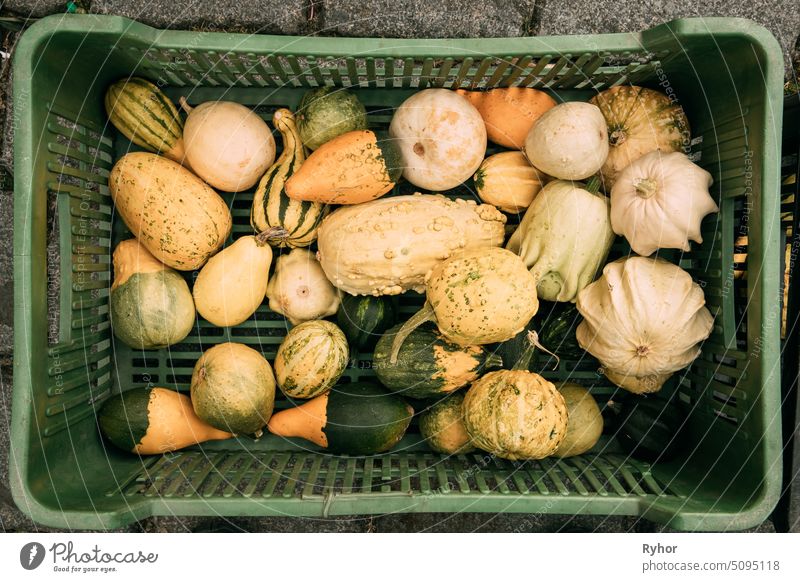 Kürbisse in verschiedenen Größen, Farben und Formen liegen in einem Weidenkorb. Draufsicht auf reifes Gemüse. Herbst-Ernte-Konzept niemand Landwirtschaft roh