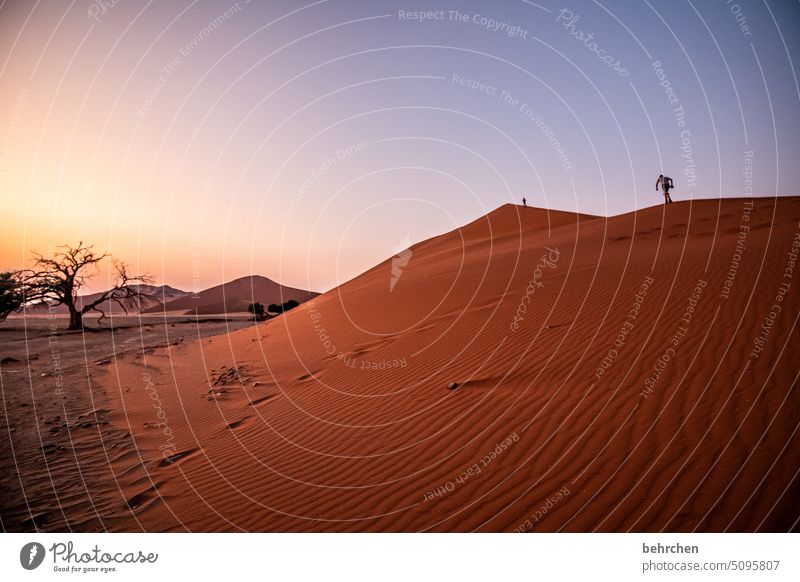 morgenstund hat gold im mund stille romantisch kitschig Morgendämmerung Dämmerung Sonnenaufgang Baum sanddüne Dünen magisch beeindruckend besonders traumhaft