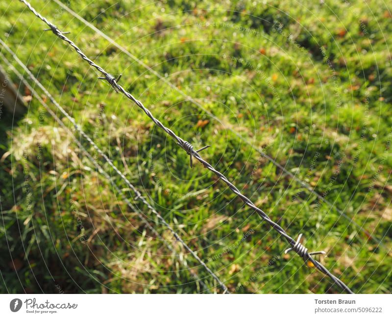 Das grünere Gras auf der anderen Seite - Stacheldrahtzaun an einer Weide mit Spinnweben Grenzzaun Grenze Grenze überschreiten Wiese Grasland Grünland Barriere