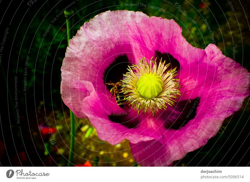 Die Schlafmohn Blüte zeigt ihr inneres Gesicht. Sie entfaltet sich. Blüten blühen natürlich wachsen Nahaufnahme Sommer pflanze Farbfoto Detailaufnahme Natur