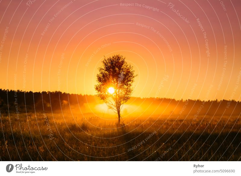 Sonnenuntergang Sonnenaufgang in nebligen Herbst Wiese Landschaft mit einsamen Baum. Sonne Sonnenschein mit natürlichem Sonnenlicht durch Holz Baum am Morgen. Schöne Aussicht. Herbst Natur von Belarus oder europäischen Teil von Russland