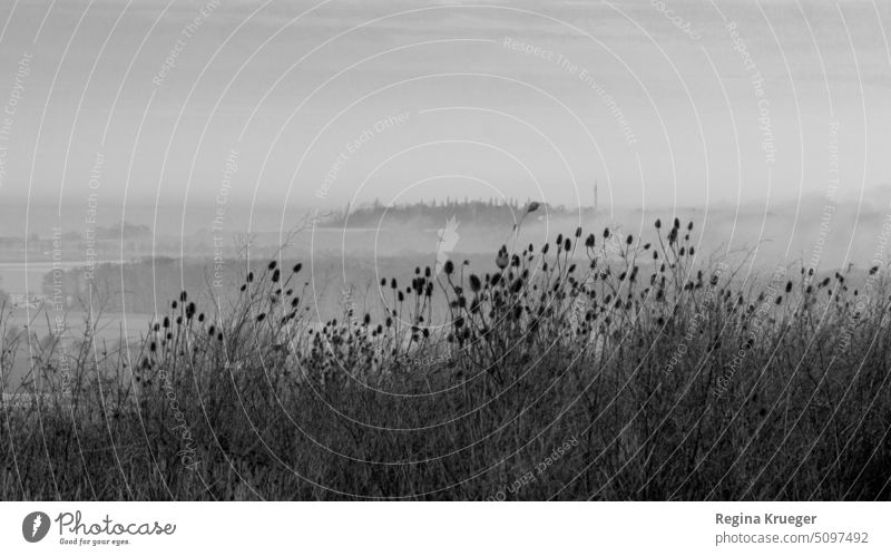 Monochrome neblige Landschaft mit trockenen Disteln im Vordergrund. Schwarzweißfoto schwarzweiß Außenaufnahme sw Natur menschenleer grau Nebel Nebelschleier