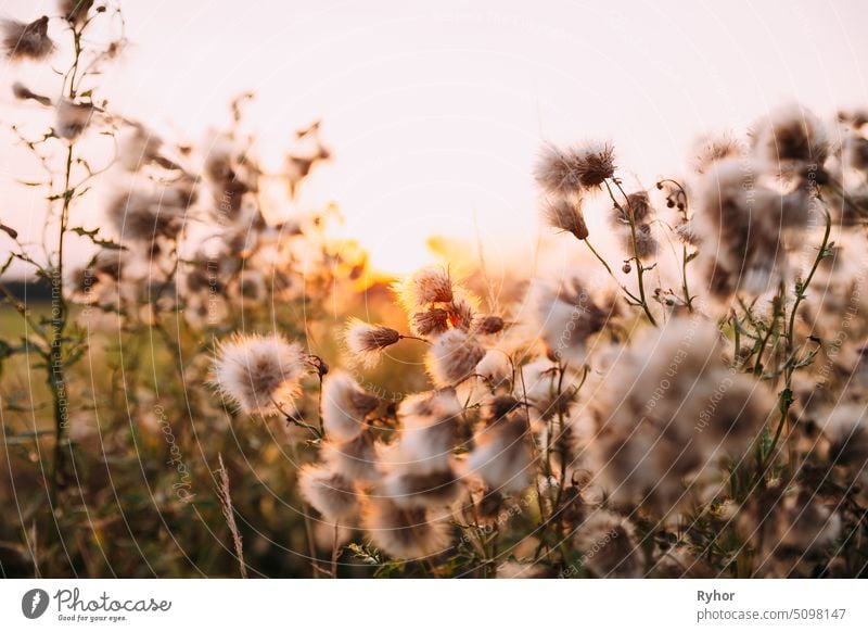 Sonnenschein durch flauschige Carduus-Blütenpflanzen während des Sonnenuntergangs im Sommer Fussel Blütezeit geblümt Natur Asteraceae im Freien Botanik