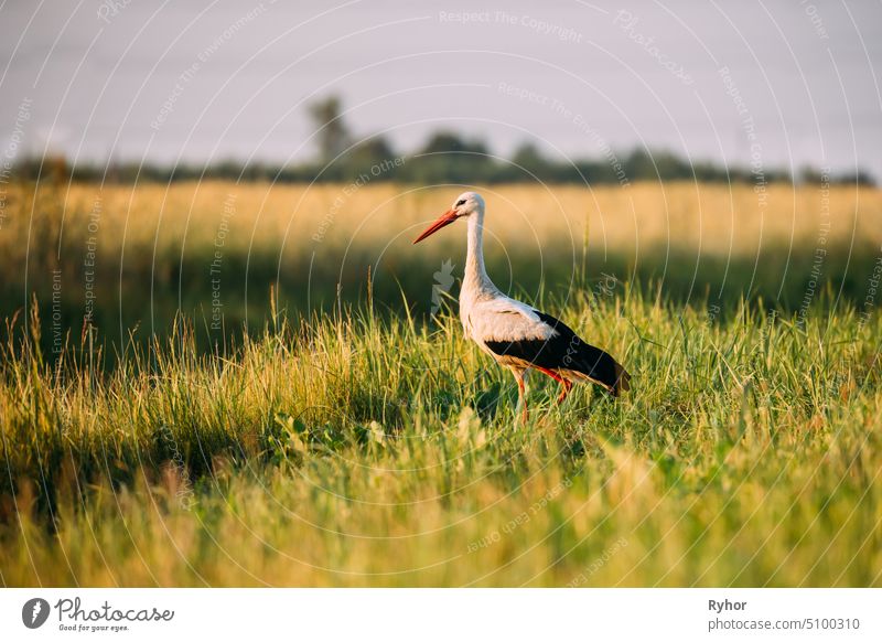 Adult European White Stork Standing In Green Summer Grass In Belarus. Wild Field Bird In Sonnenuntergang Zeit eine Zugvogel Tier schön Wiese Ornithologie Sommer