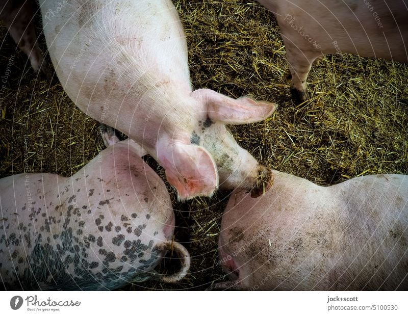 Sau viel Glück | guten Rutsch ins neue Jahr Tier Hausschwein Nutztier Scheune Bauernhof Schweinerei Saustall Viehzucht Streu Tiereinstreu Tierporträt dreckig