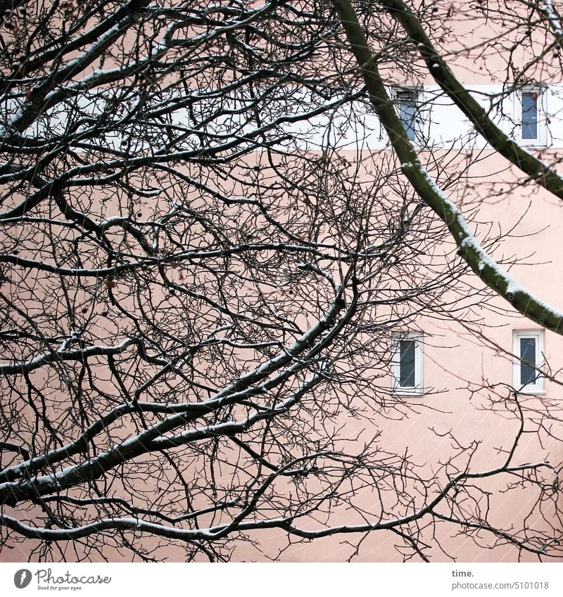 verschleiert | winters wie sommers Fenster Äste Winter Fassade Schnee blickdicht Baum Haus rosa Zweig Natur wohnen Sichtschutz wild urban