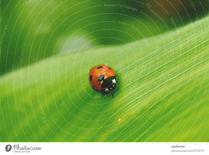 Marienkäfer Blatt grün rot Tier klein schön Frühling aufwachen Insekt Makroaufnahme Nahaufnahme Natur Detailaufnahme Käfer Schutz entdecken