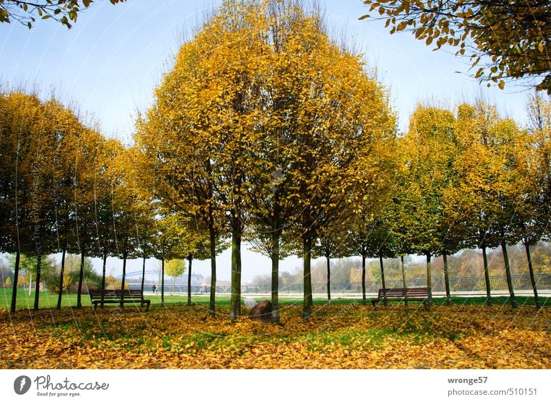 Bunter Baumkreisel Pflanze Herbst Schönes Wetter Blatt Laubbaum Hainbuche Park Magdeburg Deutschland Sachsen-Anhalt Europa rund Stadt mehrfarbig gelb gold