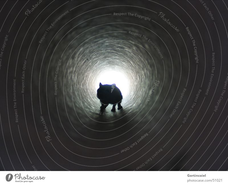 "Ich seh' ein Licht" Tunnel Tier Maus Mongolische Rennmaus Schnurrhaar dunkel hell Neugier Hoffnung Traurigkeit Tod Angst Säugetier Röhren Tunnelblick