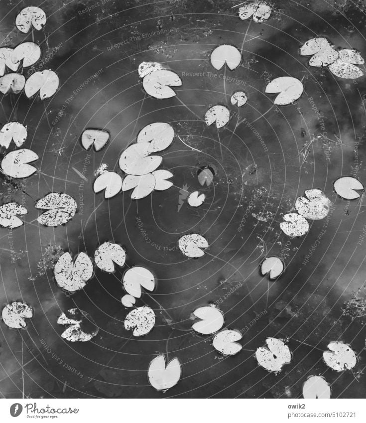Fressfeinde Wasser Pflanze Natur Seerosenblatt friedlich rund schnappen Wasserpflanze Zusammensein Lotosblätter Seerosenblätter Lotus Blätter Idylle