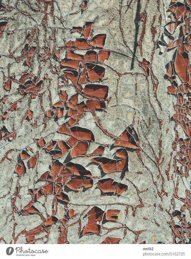 Stückwerk Gartenlaube Wand Hütte Hinterlassenschaft verwittert rostrot heruntergekommen Überbleibsel schäbig Kunst rötlich Kontrast Muster mehrfarbig