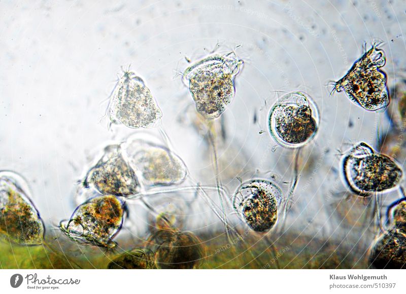 Glockentierchen unter dem Mikroskop im Durchlicht bei ca. 200x Vergrößerung. Wasser Pflanze Grünpflanze Teich Tier Aquarium Tiergruppe blau grau grün