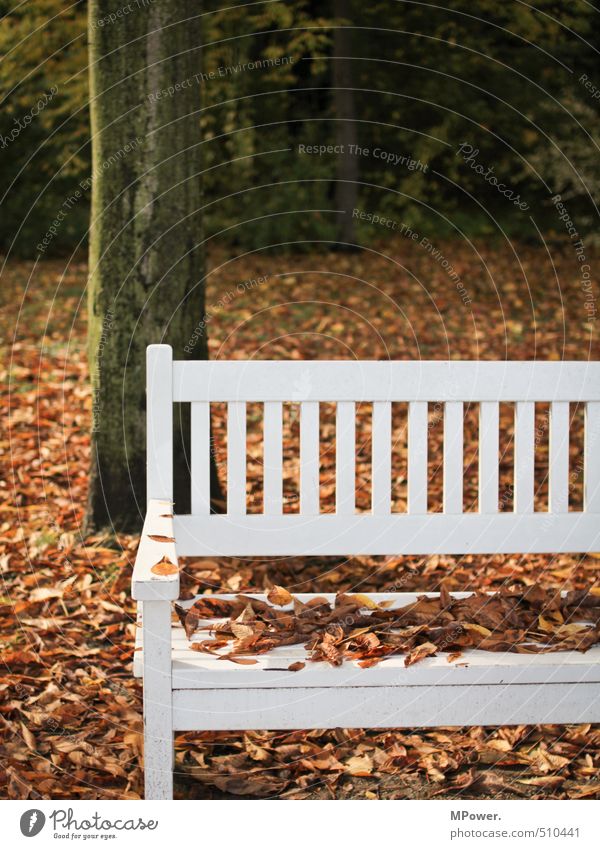 herbst. Natur Herbst Baum Blatt Erholung hell nass Mittelpunkt Bank kalt sitzen Holz weiß Park Pause Farbfoto Gedeckte Farben Außenaufnahme Menschenleer