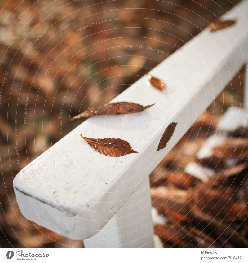 herbst.. Natur Herbst Baum Blatt Erholung hell nass Mittelpunkt Bank kalt sitzen Holz weiß Park Pause Farbfoto Gedeckte Farben Außenaufnahme Menschenleer