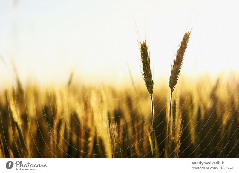 Goldene reife Ähren auf Natur in Sommerfeld bei Sonnenuntergang Sonnenstrahlen, Nahaufnahme Makro. Ultraweites Format. neu Weizen Landschaft Gras Saison