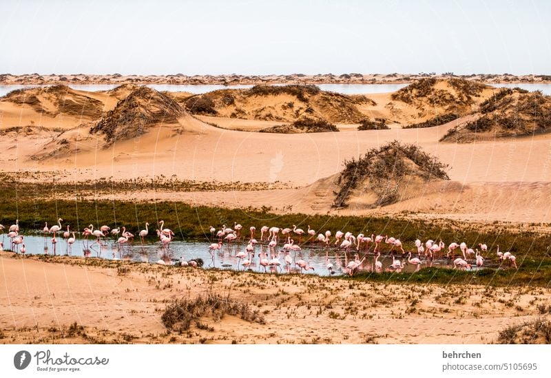 wie sand am meer Afrika Namibia Wüste Sand Meer Ozean weite Sehnsucht Ferne Fernweh reisen Landschaft Ferien & Urlaub & Reisen sandwich harbour Dünen sanddüne