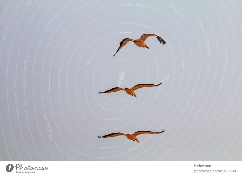 dreiklang Himmel Flügel beeindruckend fliegen Pelikane Vögel Swakopmund Walvisbay Farbfoto Sehnsucht reisen Fernweh Ferne Namibia Afrika sandwich harbour