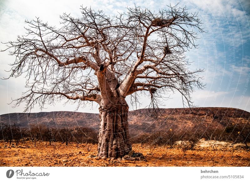 stark Zweige u. Äste Baumstamm epupafalls Affenbrotbaum Baobab Klimawandel Dürre Trockenheit trocken Ferne Afrika Namibia Fernweh Natur Landschaft