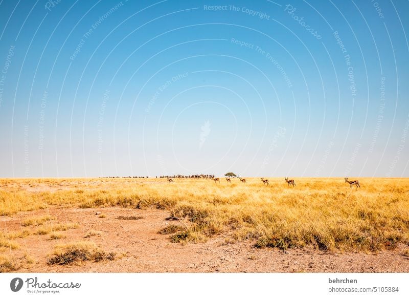 wildes namibia weite Trockenheit fantastisch Wildnis außergewöhnlich Safari Natur Landschaft etosha national park Etosha Afrika Namibia Fernweh Ferne Akazie