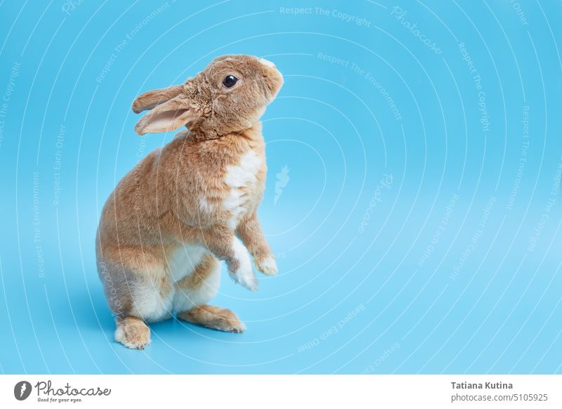 Ostergrußkarte mit süßem Hasen und Platz für Text oder Produkt. Dekoratives Zwerg-Rex-Kaninchen auf blauem Hintergrund. Ostern Transparente Postkarte